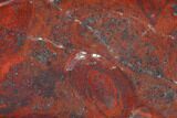 Polished Stromatolite (Collenia) - Minnesota #126099-1